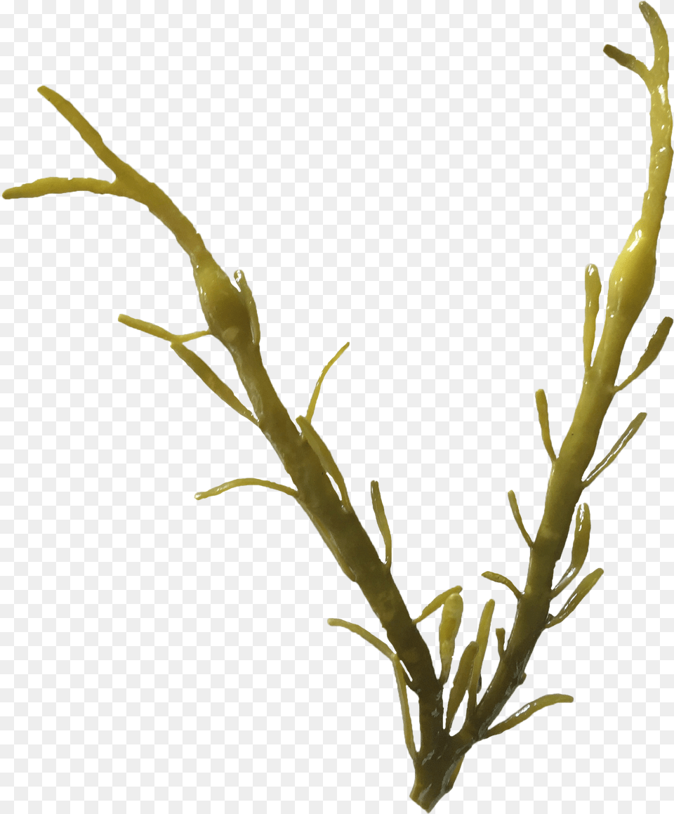 Ascophyllum Nodosum, Plant, Seaweed Png