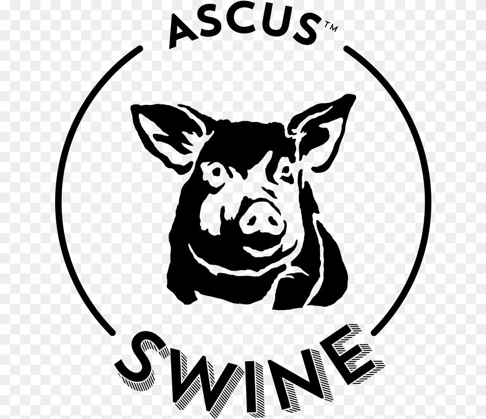Ascus Swine, Gray Free Png Download
