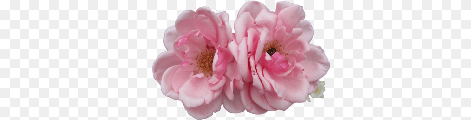 Asdfghjkl Flower Tumblr, Geranium, Petal, Plant, Anther Free Png Download