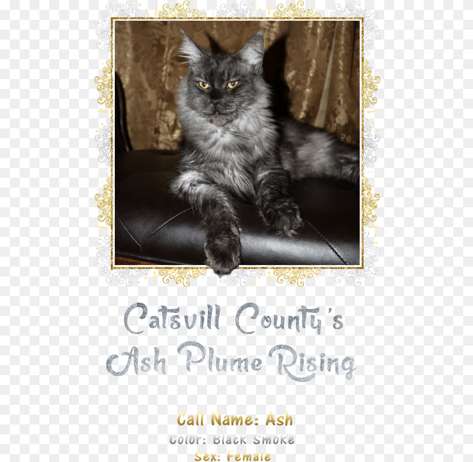 Ash Black Cat, Advertisement, Poster, Animal, Mammal Free Png