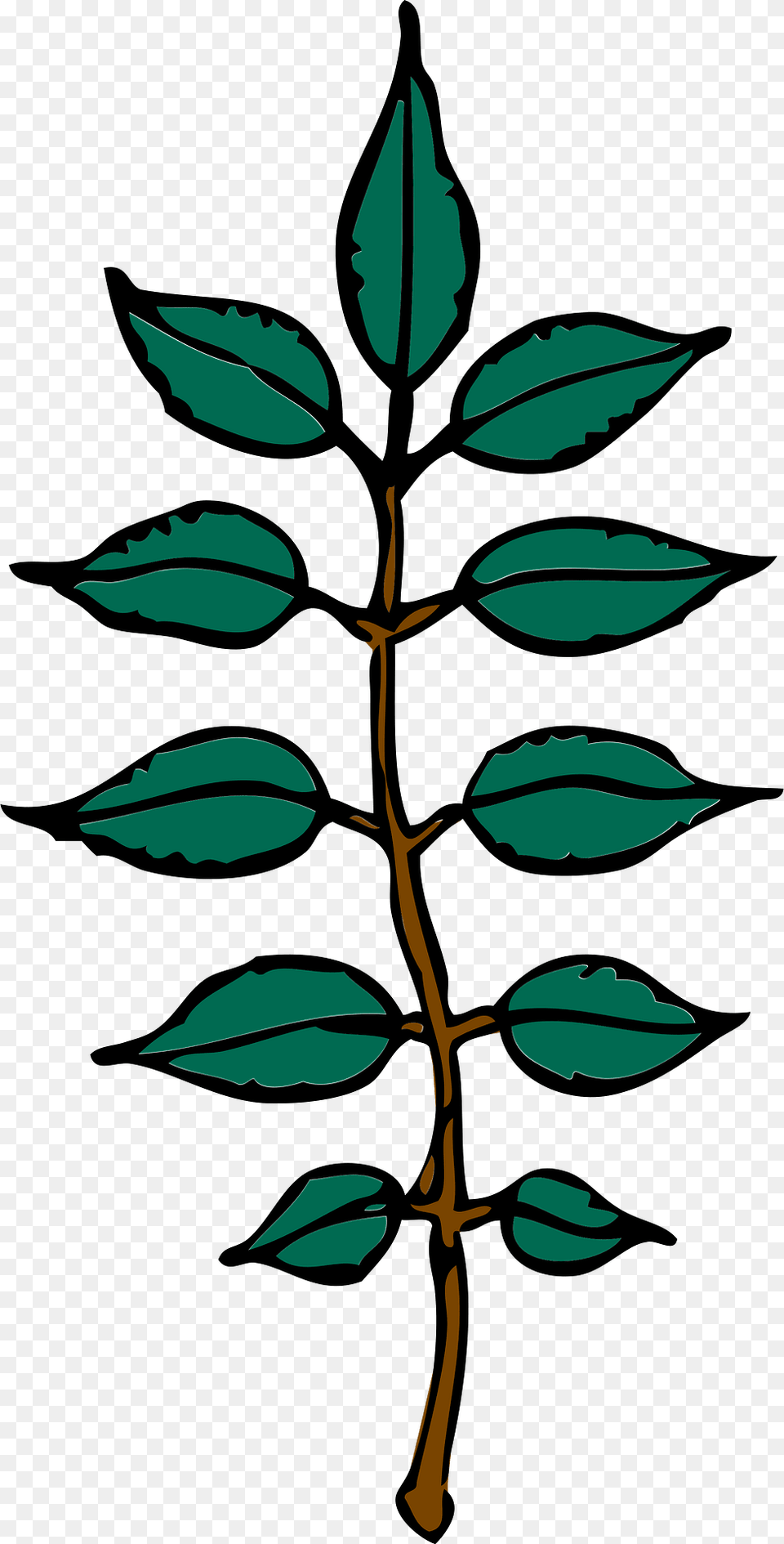 Ash Clipart, Leaf, Plant, Person, Face Png