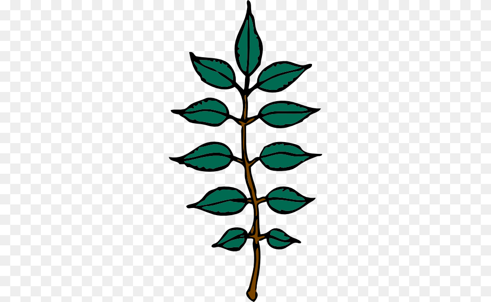 Ash Cliparts, Leaf, Plant, Person, Face Free Png