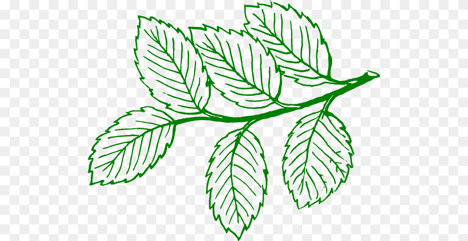 Ash Leaf Clip Art At Clker Leaves Clip Art, Herbal, Herbs, Plant, Mint Free Png