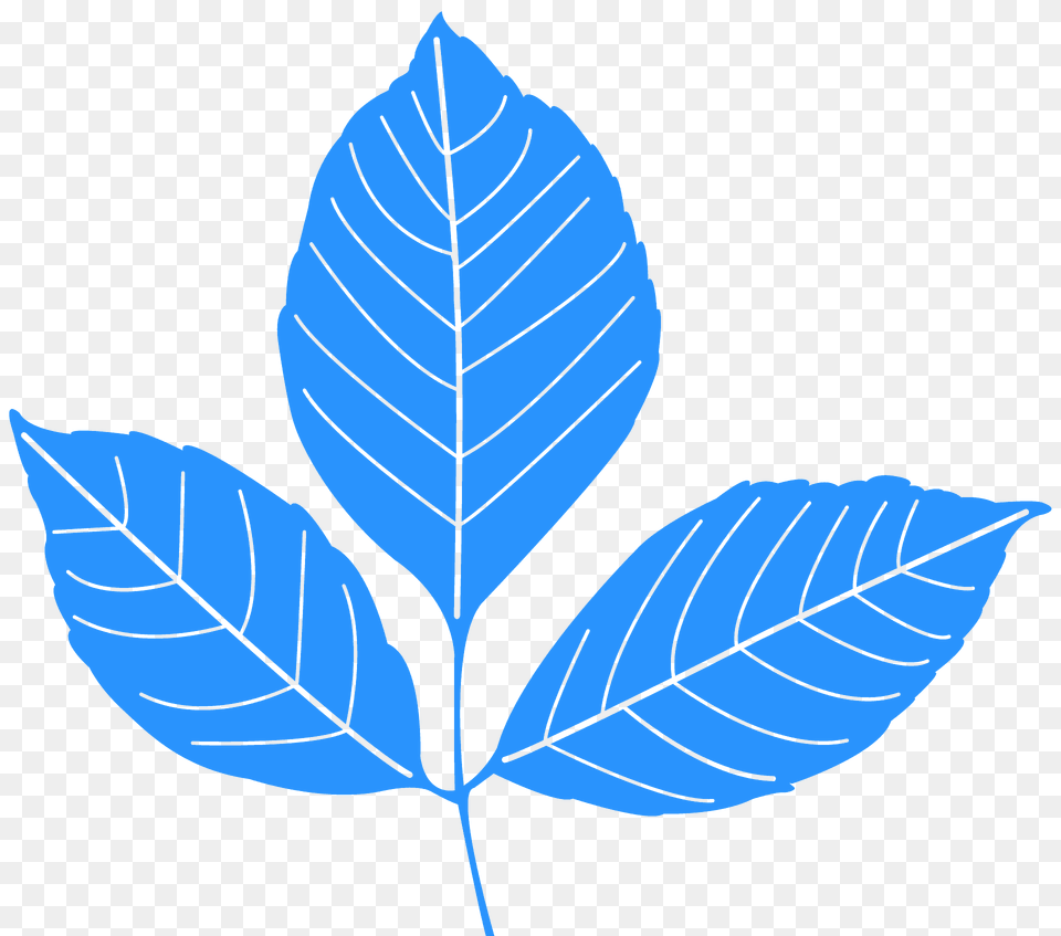 Ash Leaf Silhouette, Plant, Tree Free Png