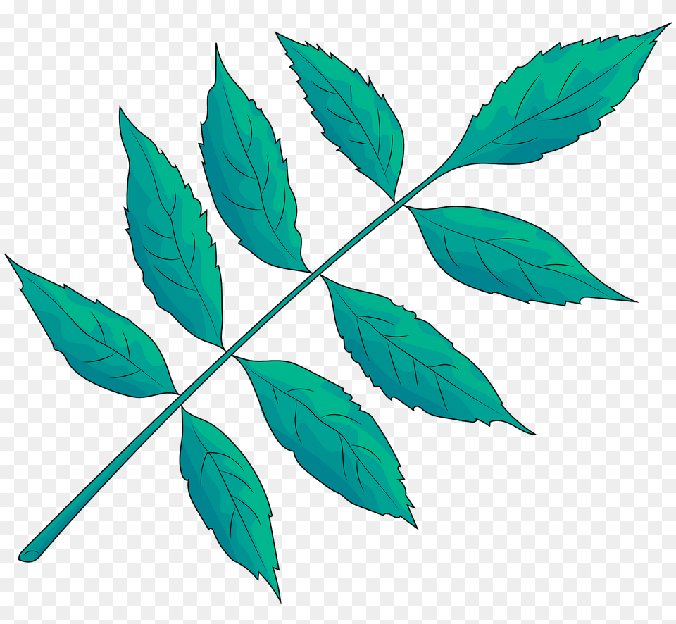 Ash Leaves Clipart, Leaf, Plant, Tree Png Image