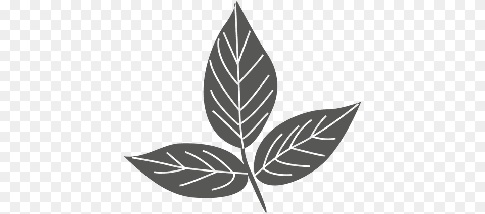 Ash Leaves Line Silhouette U0026 Svg Vector File Leaf Line Silhouette, Plant Free Transparent Png