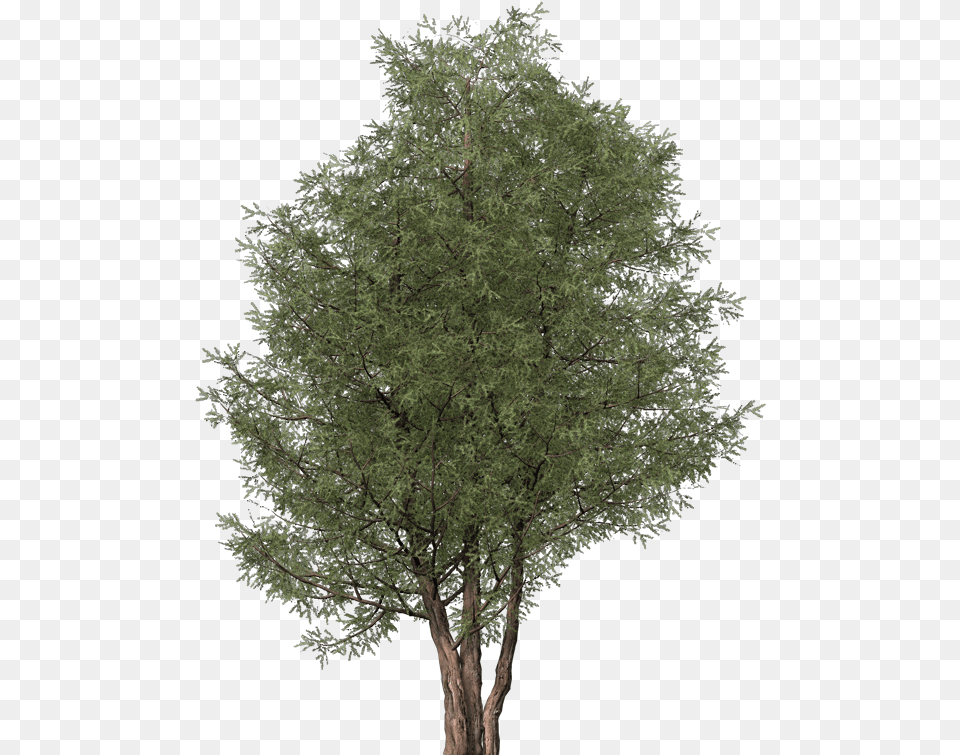 Ash Tree Cut Out Ash Tree, Conifer, Plant, Yew Free Transparent Png