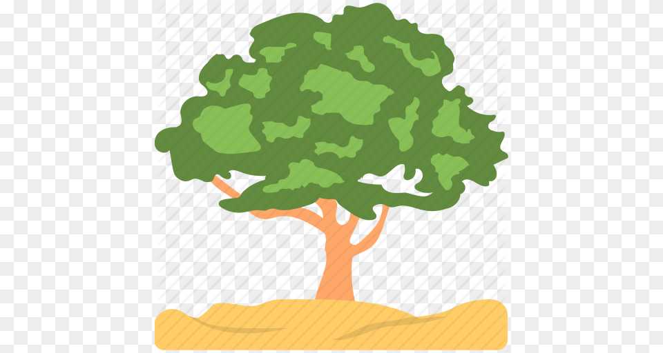 Ash Tree Evergreen Foliage Greenery Nature Icon, Oak, Plant, Sycamore, Potted Plant Png