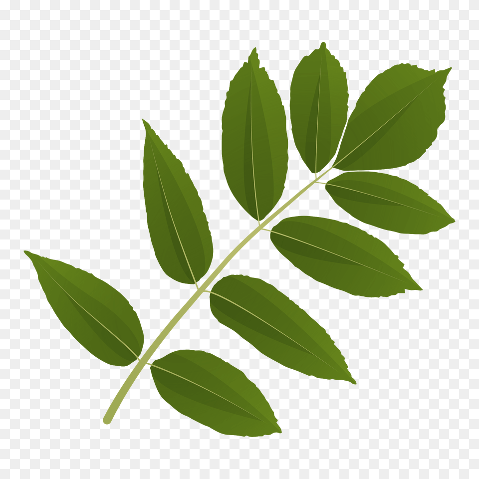 Ash Tree Green Leaf Clipart, Herbal, Herbs, Plant, Vegetation Free Png
