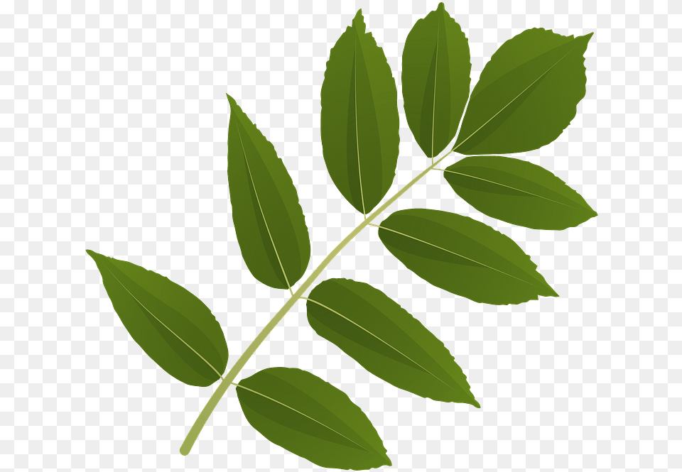 Ash Tree Green Leaf Clipart Free Download Transparent Ash Tree Leaves Clipart, Herbal, Herbs, Plant Png Image