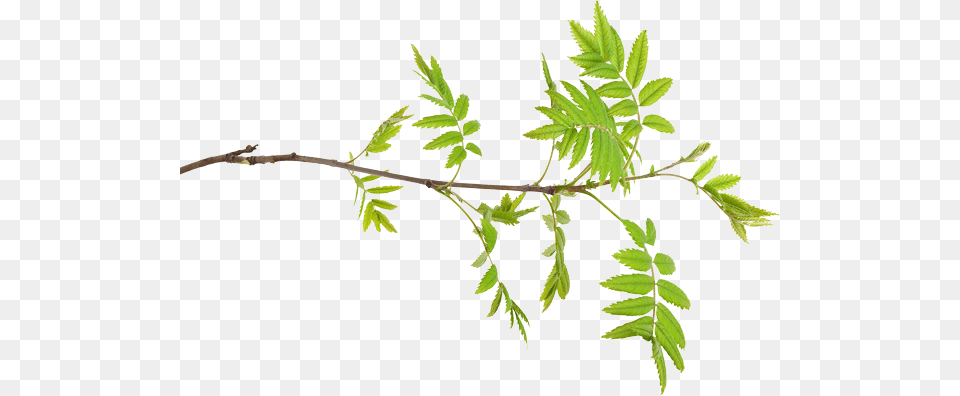 Ash Tree Identification Ash, Herbal, Herbs, Leaf, Plant Free Transparent Png