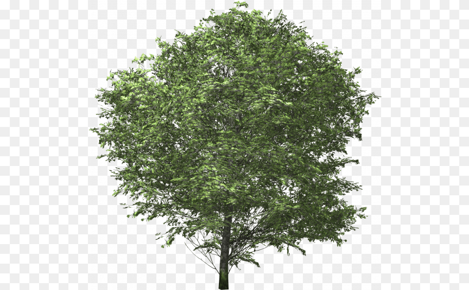 Ash Tree Images Transparent U2013 Vector Transparent Background Oak Tree, Plant, Sycamore, Maple, Vegetation Png