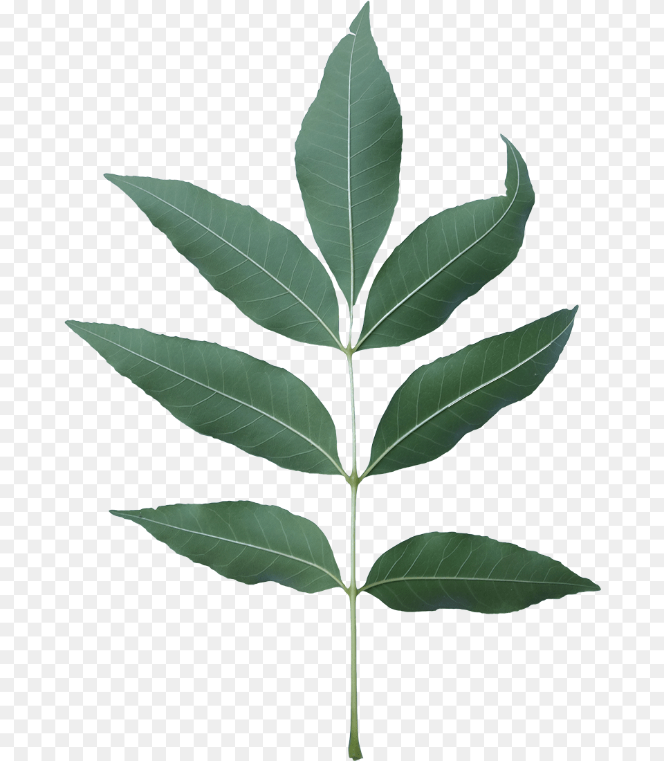 Ash Tree Leaf, Plant Free Png Download