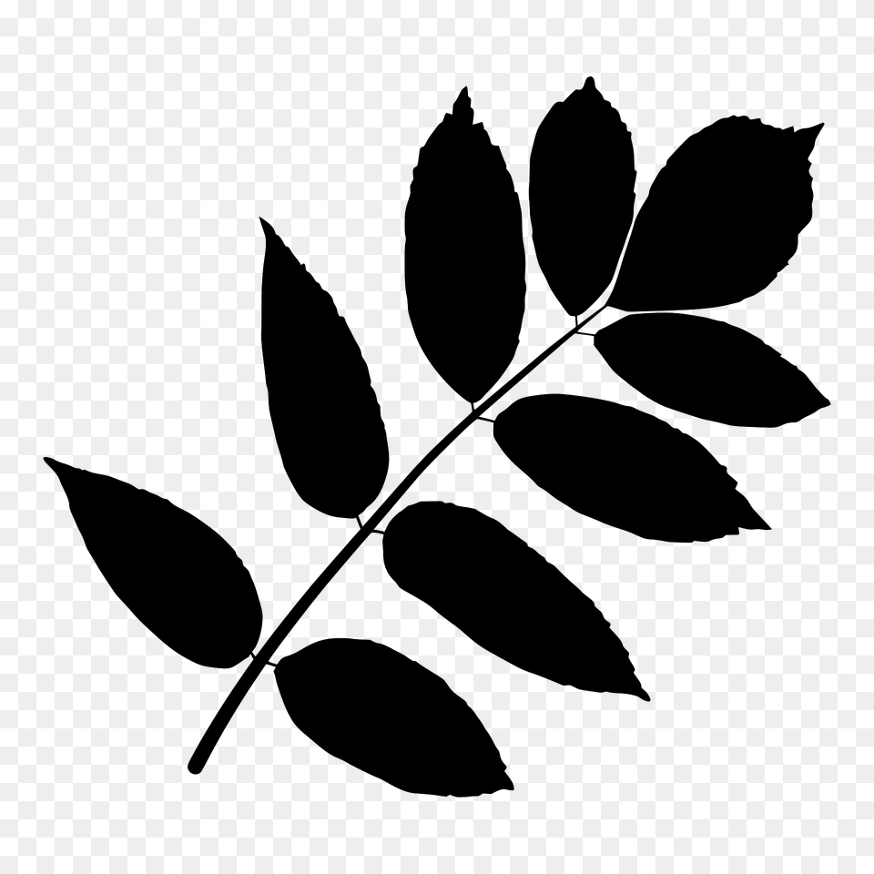 Ash Tree Leaf Silhouette, Green, Plant Png Image