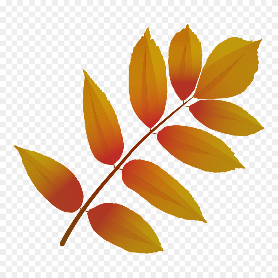Ash Tree Red Leaf Clipart, Plant, Flower, Art, Floral Design Free Transparent Png