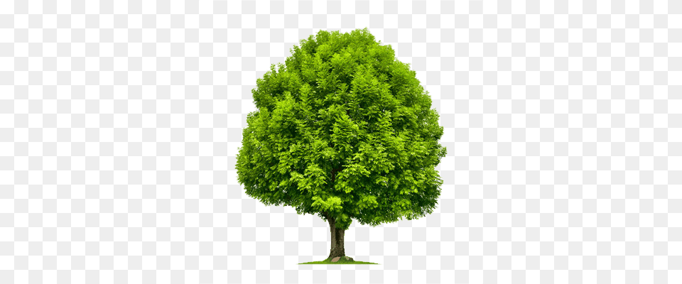 Ash Tree Stock Tree, Maple, Oak, Plant, Sycamore Png