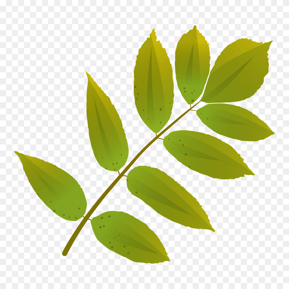 Ash Tree Yellow Leaf Clipart, Plant Png Image