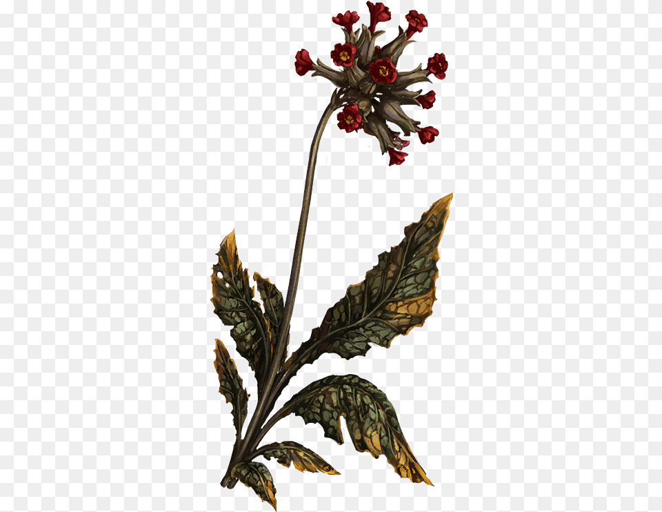 Ashenswish Pathologic 2 Herbs, Acanthaceae, Leaf, Plant, Flower Arrangement Free Png