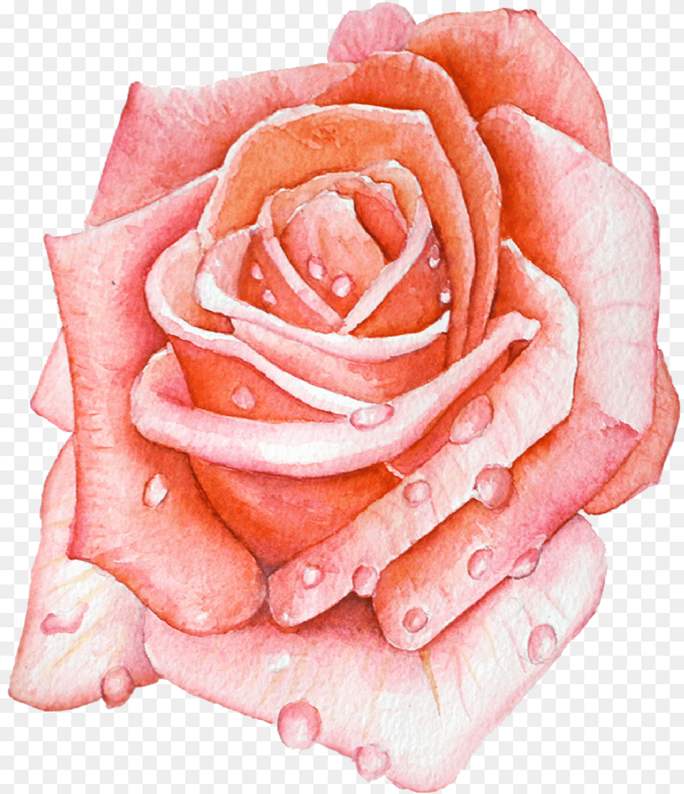 Ashleychase Watercolor Rose Garden Roses, Flower, Petal, Plant Free Transparent Png