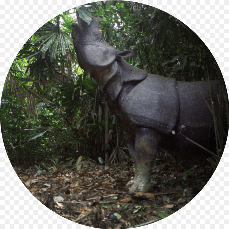 Asia Javan Rhino, Plant, Vegetation, Land, Tree Free Png Download