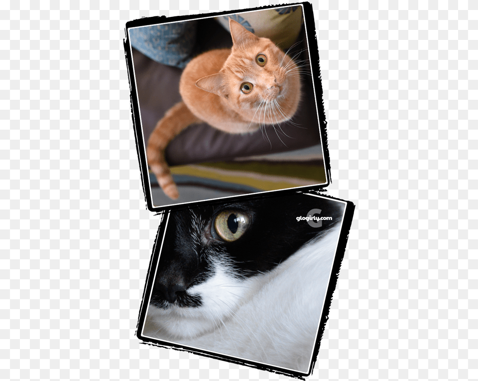 Asian, Art, Collage, Animal, Cat Free Png