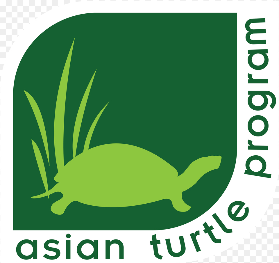 Asian Box Turtle, Green, Animal, Bear, Mammal Free Png Download