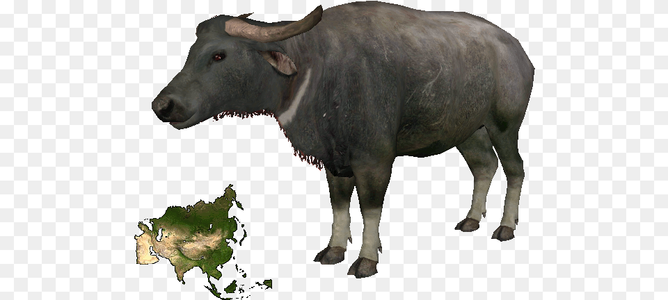 Asian Buffalodd Water Buffalo, Animal, Bull, Cattle, Cow Free Transparent Png