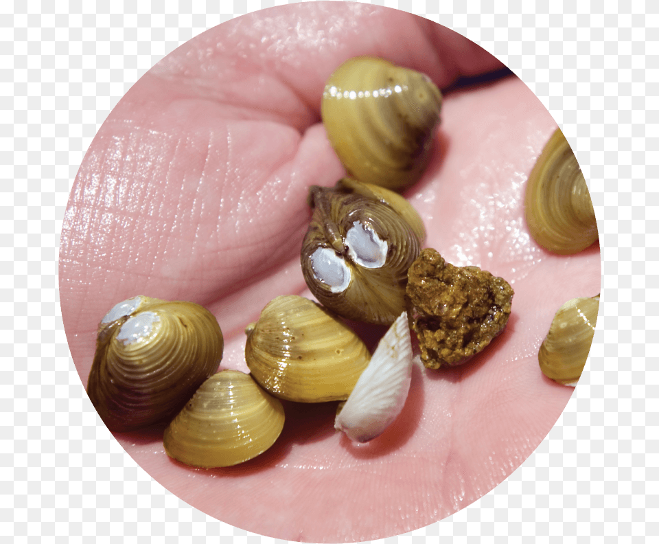 Asian Clams Are An Aquatic Invasive Species Which Asian Clam In Water, Animal, Food, Invertebrate, Sea Life Free Transparent Png