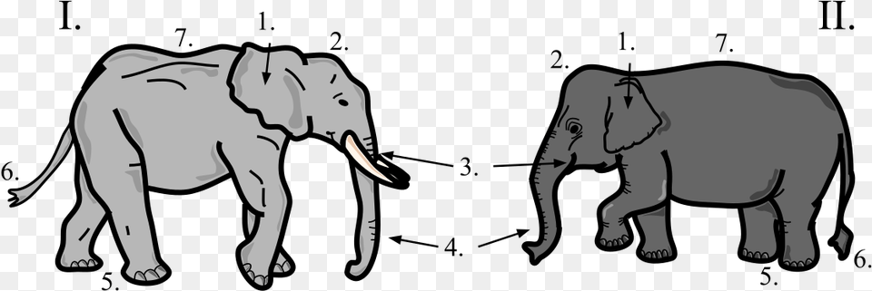 Asian Elephant And African Elephant Difference, Animal, Mammal, Wildlife Png Image