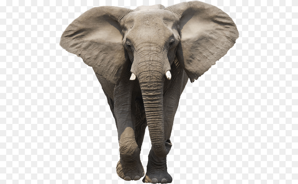 Asian Elephant Clipart Gray Elephant Elephant, Animal, Mammal, Wildlife Png Image