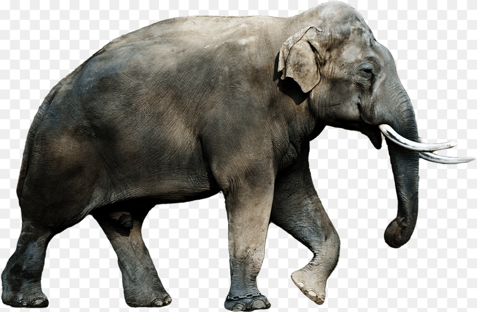 Asian Elephant Clipart Transparent Asian Elephant, Animal, Mammal, Wildlife Png Image