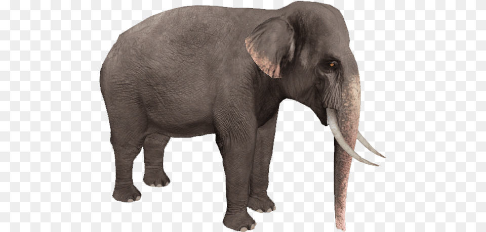 Asian Elephant Without Background, Animal, Mammal, Wildlife Png Image