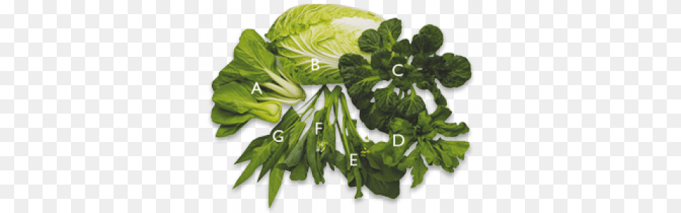 Asian Greens Vegetables Asian, Food, Leafy Green Vegetable, Plant, Produce Png