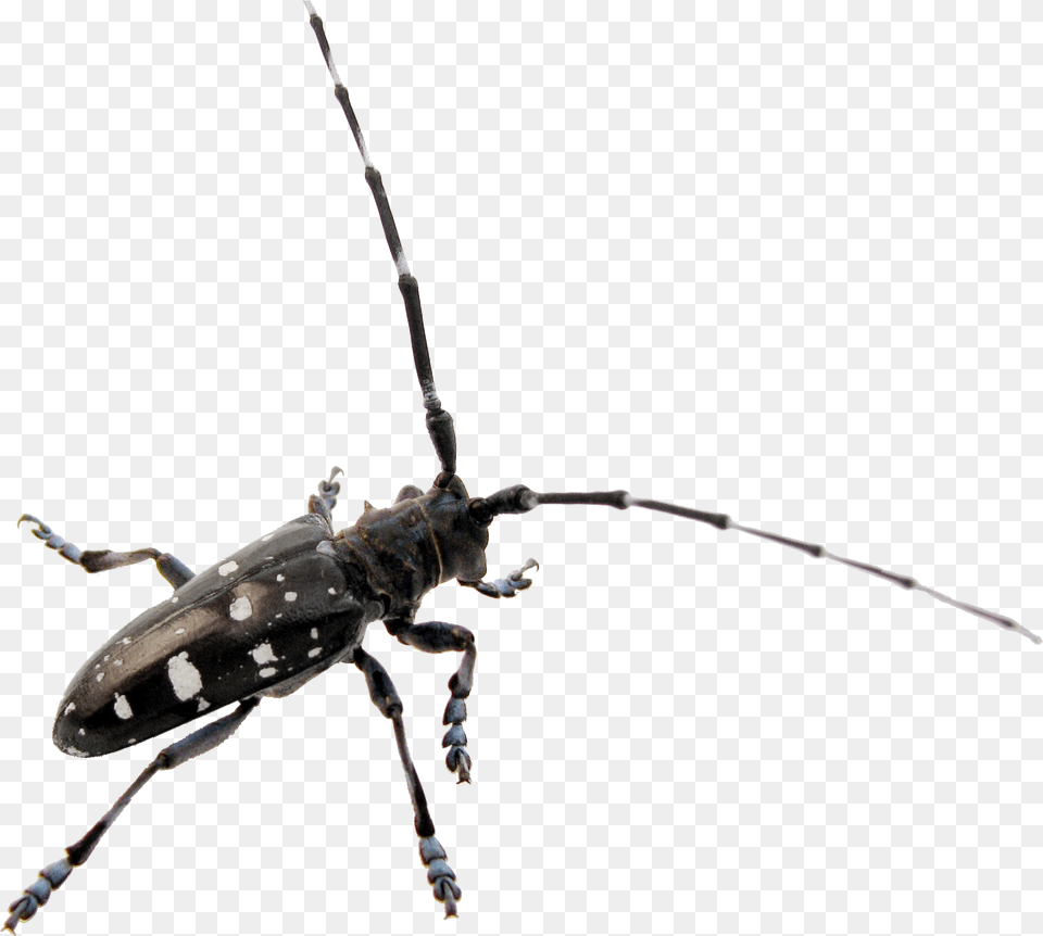 Asian Longhorned Beetle Clip Art, Animal, Bee, Insect, Invertebrate Png Image