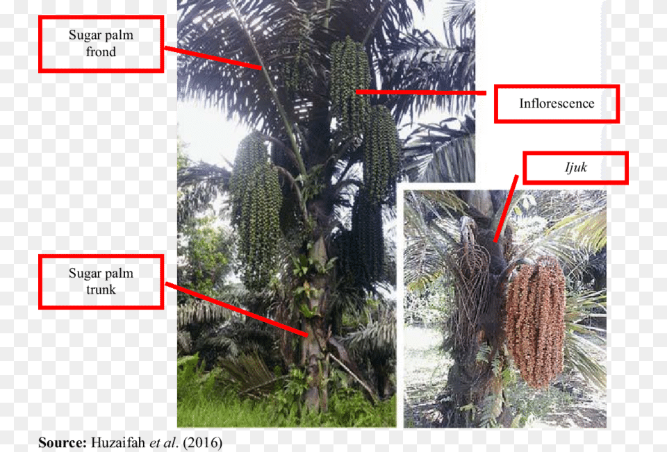 Asian Palmyra Palm, Land, Nature, Outdoors, Plant Png Image