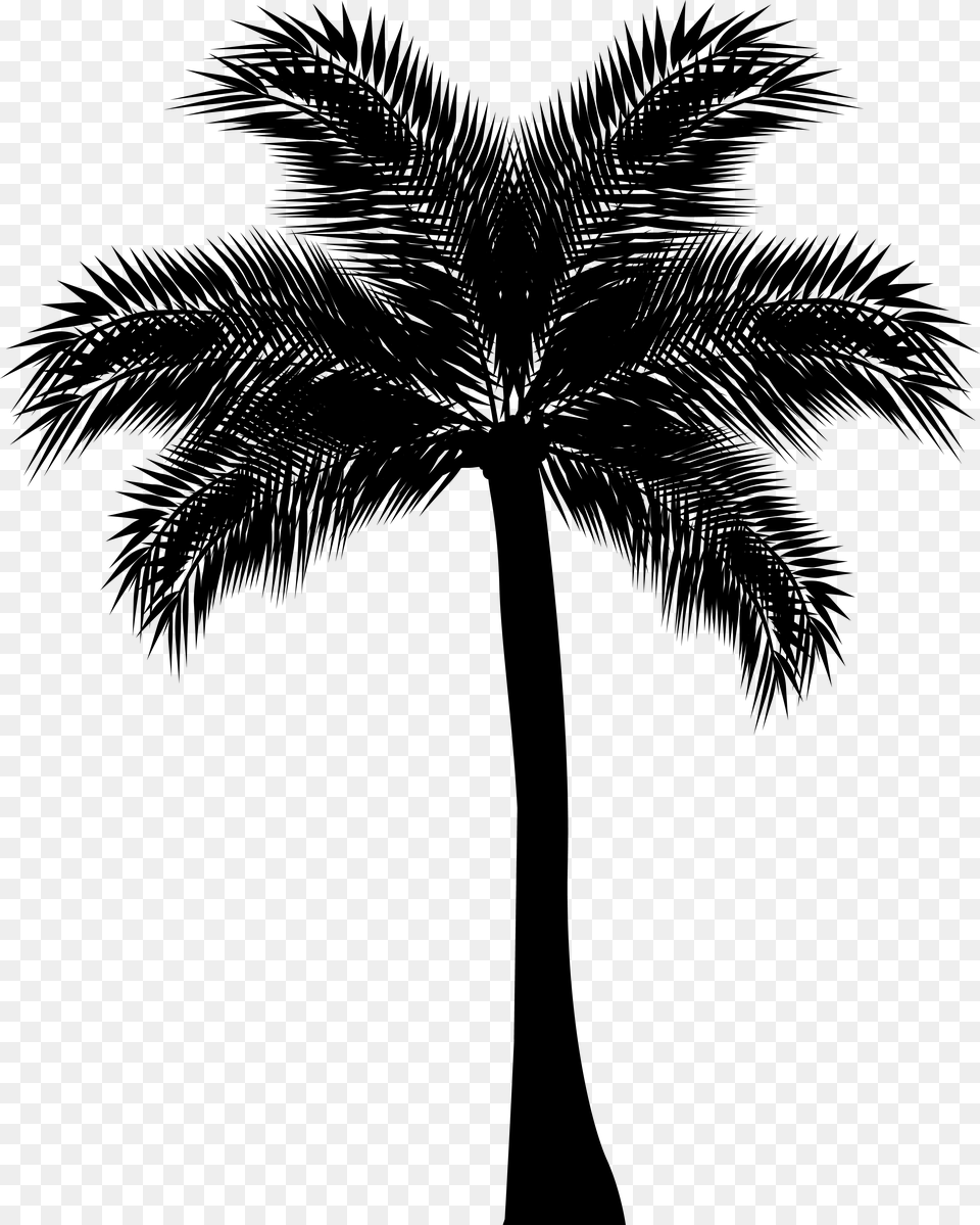 Asian Palmyra Palm Arecaceae Silhouette Clip Art, Gray Free Png Download