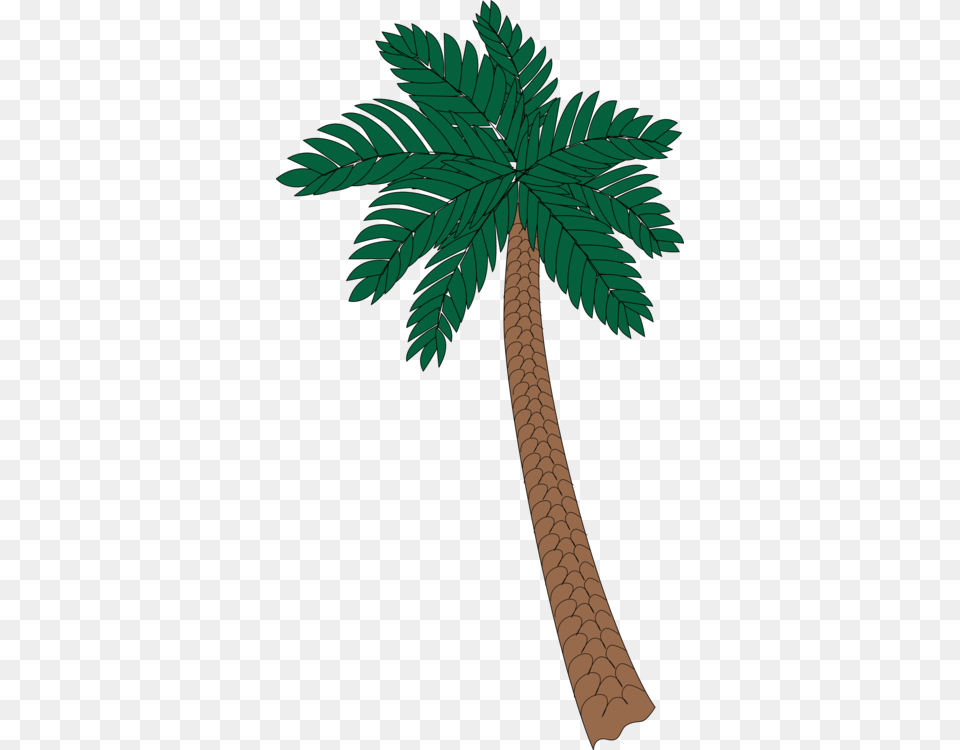 Asian Palmyra Palm Arecaceae Tree Sabal Palm Date Palm Palm Tree, Plant, Leaf, Vegetation Free Transparent Png