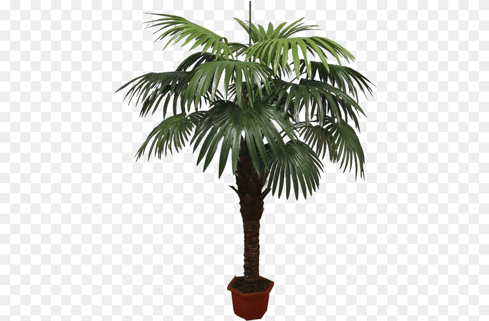 Asian Palmyra Palm Babassu Flowerpot Oil Palms Coconut, Palm Tree, Plant, Tree, Leaf Free Transparent Png