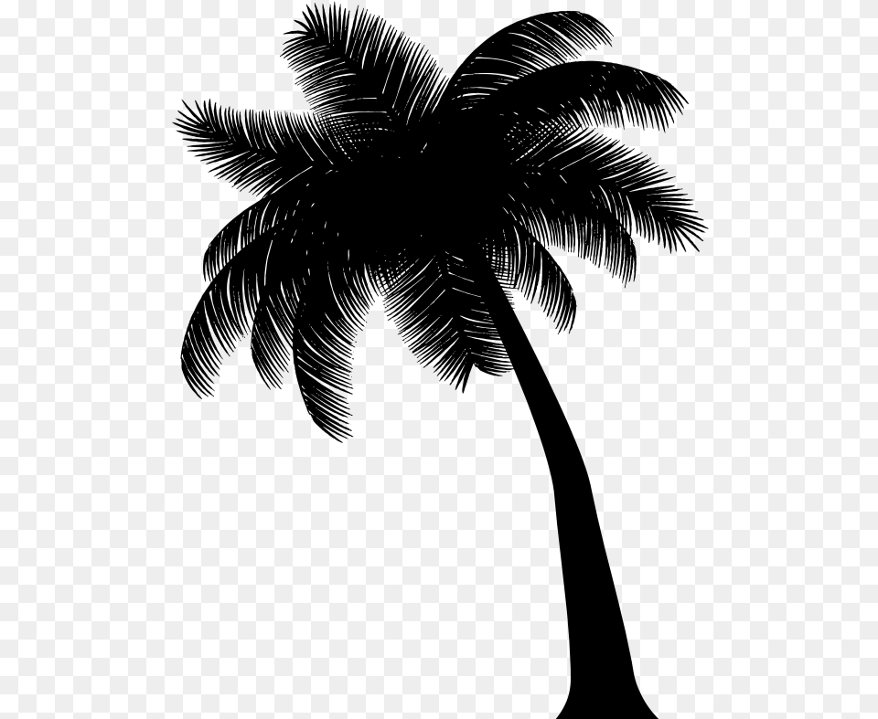 Asian Palmyra Palm Black Amp White Attalea Speciosa, Gray Free Png Download