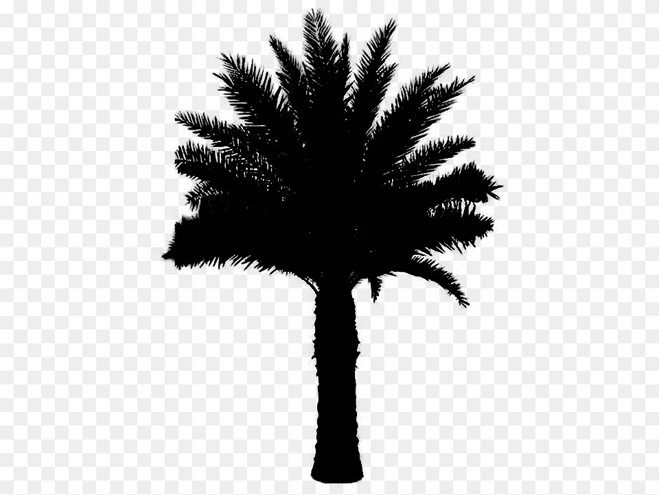 Asian Palmyra Palm Black Amp White Black And White Plant Palm, Gray Free Png Download