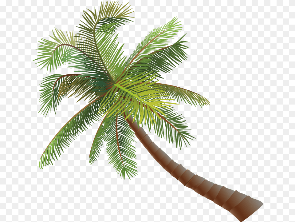 Asian Palmyra Palm Coconut Euclidean Vector Coconut Tree Vector Coconut Tree, Palm Tree, Plant Png