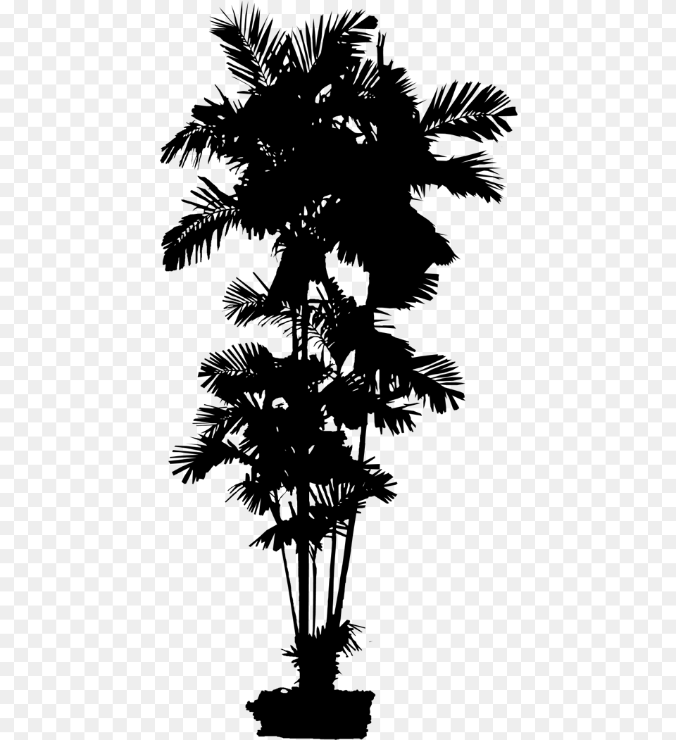 Asian Palmyra Palm Date Palm Leaf Palm Trees Silhouette Spruce, Gray Free Png