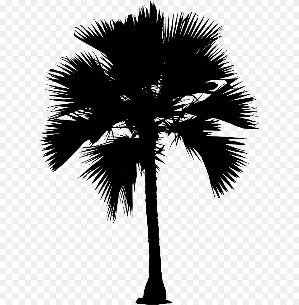 Asian Palmyra Palm Date Palm Silhouette Palm Trees Palmyra Tree Clipart, Gray Free Transparent Png