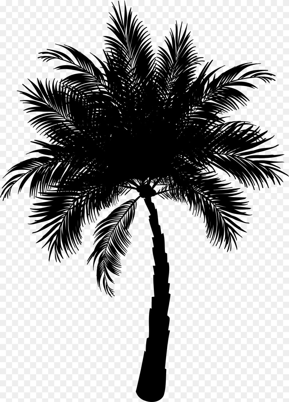 Asian Palmyra Palm Date Palm Vector Graphics Palm Trees Palm Vector, Gray Png Image