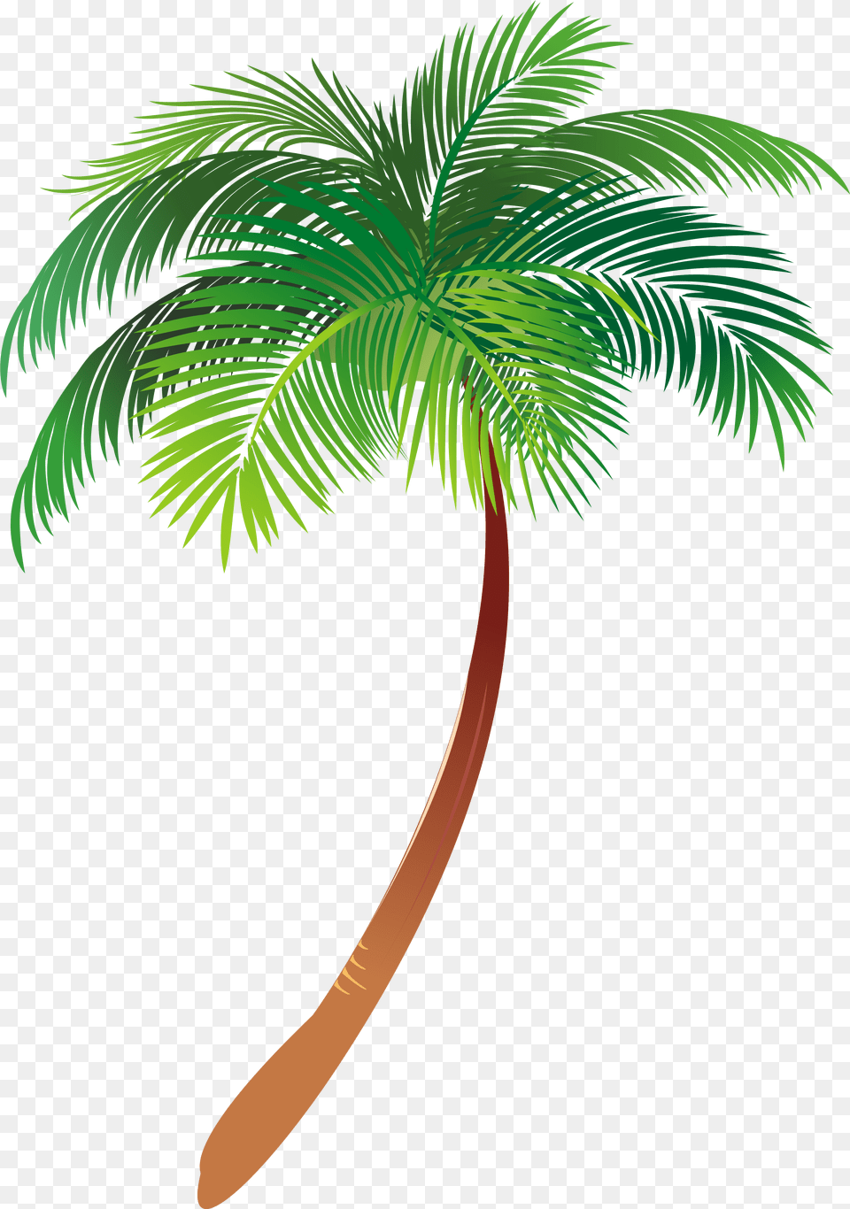 Asian Palmyra Palm Illustration Palm Trees Vector Graphics Coconut, Glass, Alcohol, Beverage, Liquor Png Image