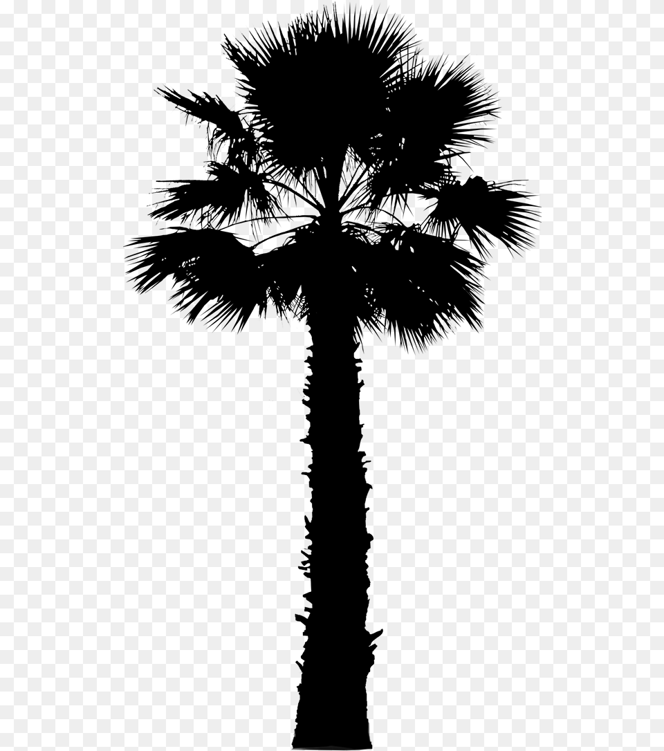 Asian Palmyra Palm Palm Trees Vector Graphics California Palm Tree Vector, Gray Png Image