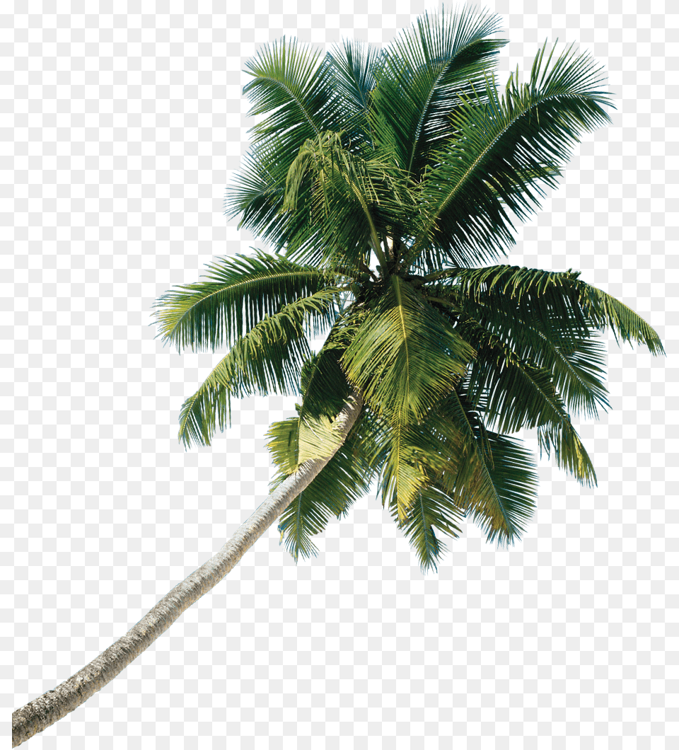 Asian Palmyra Palm Tree Coconut Tree Download 927 Coconut Tree Real, Palm Tree, Plant, Leaf, Food Png Image