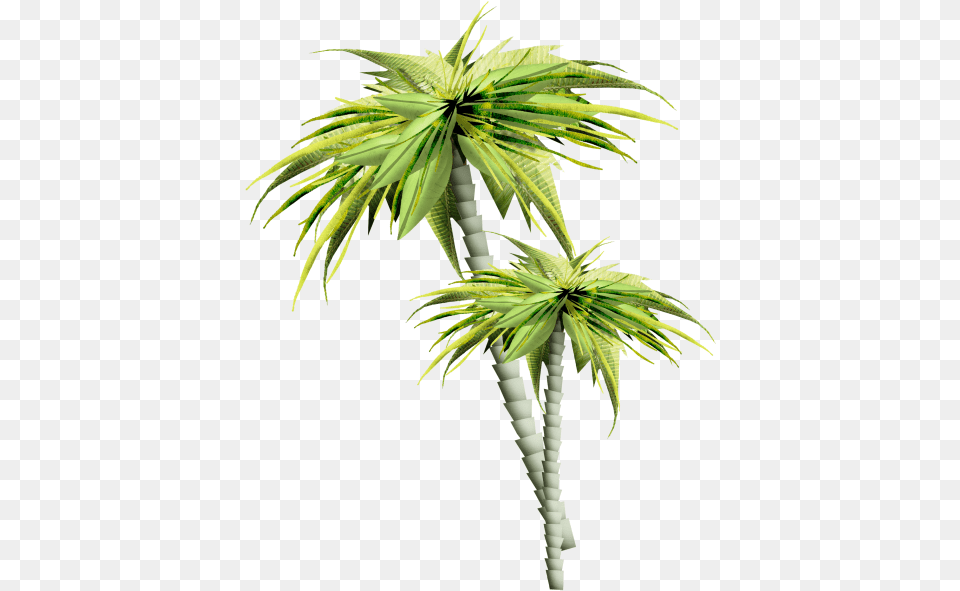Asian Palmyra Palm Trees Gif Portable Network Graphics Arbres Et Plantes, Leaf, Palm Tree, Plant, Tree Free Png Download