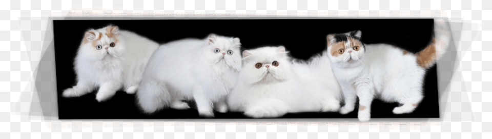 Asian Semi Longhair, Angora, Animal, Cat, Mammal Free Transparent Png