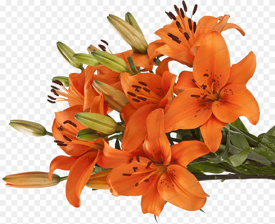 Asiatic Lilies Orange Lily Full Size Image Tiger Lily Flower Transparent, Plant, Flower Arrangement, Flower Bouquet, Anther Free Png Download